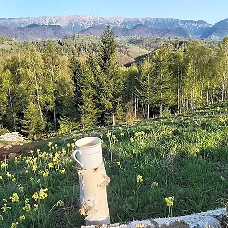 Отель Doi Mesteceni *