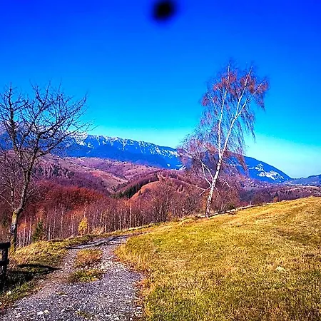 Отель Doi Mesteceni